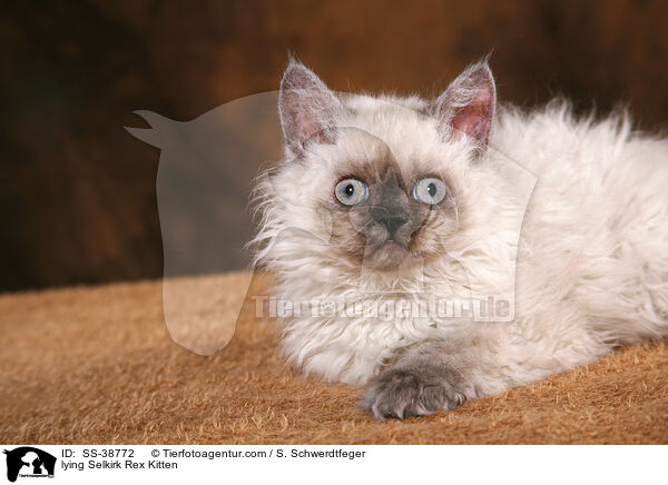 liegendes Selkirk Rex Ktzchen / lying Selkirk Rex Kitten / SS-38772