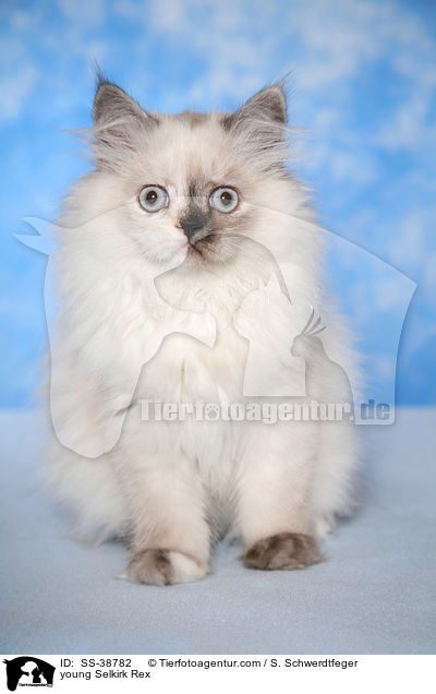 young Selkirk Rex / SS-38782