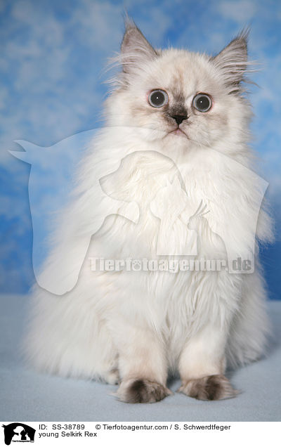 junge Selkirk Rex / young Selkirk Rex / SS-38789