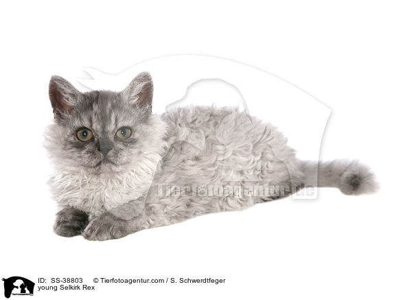 young Selkirk Rex / SS-38803