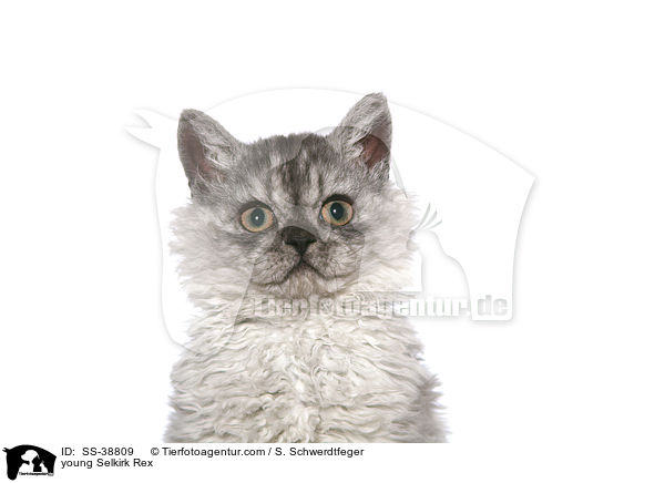 young Selkirk Rex / SS-38809