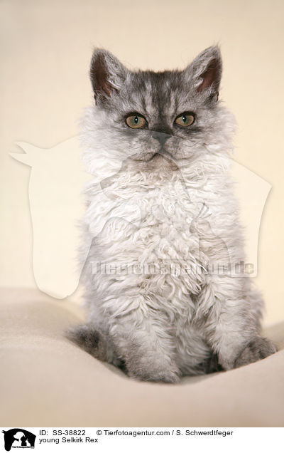 junge Selkirk Rex / young Selkirk Rex / SS-38822