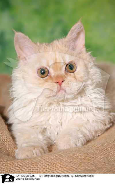 junge Selkirk Rex / young Selkirk Rex / SS-38825