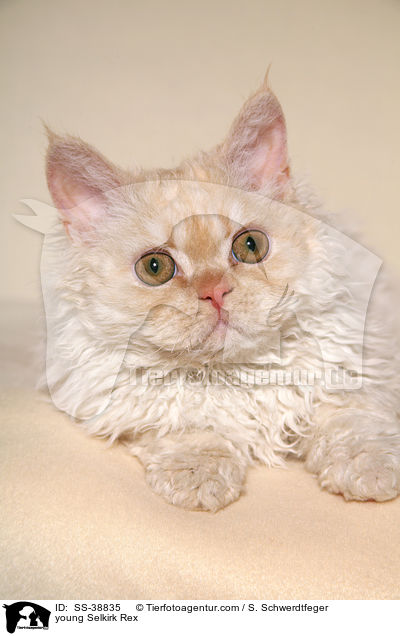 junge Selkirk Rex / young Selkirk Rex / SS-38835