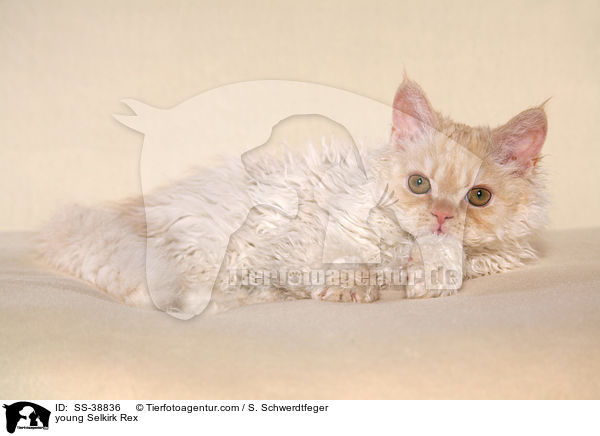 junge Selkirk Rex / young Selkirk Rex / SS-38836