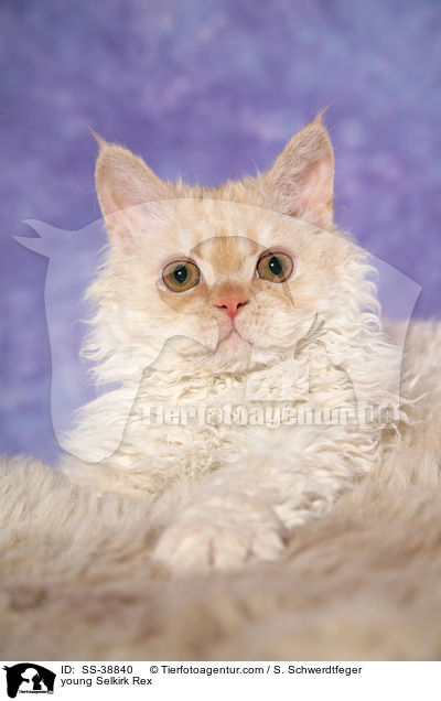 junge Selkirk Rex / young Selkirk Rex / SS-38840