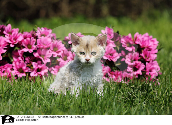 Selkirk Rex Ktzchen / Selkirk Rex kitten / JH-25882