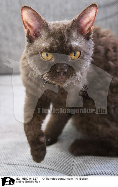 sitzende Selkirk Rex / sitting Selkirk Rex / HBO-01827