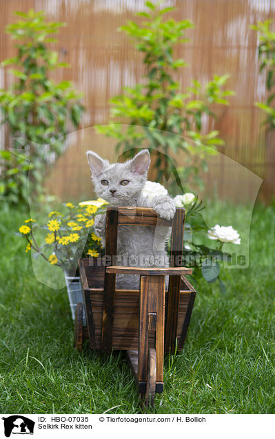 Selkirk Rex Ktzchen / Selkirk Rex kitten / HBO-07035