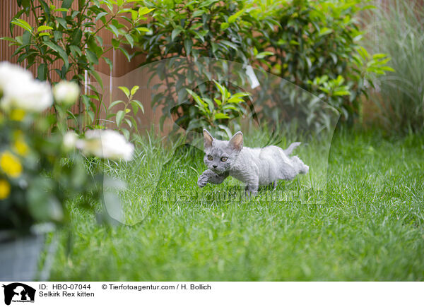 Selkirk Rex Ktzchen / Selkirk Rex kitten / HBO-07044