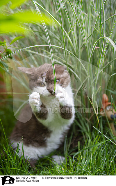 Selkirk Rex kitten / HBO-07054