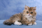 Selkirk Rex Kitten