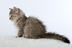 Selkirk Rex Kitten