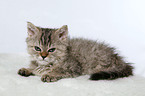 Selkirk Rex Kitten