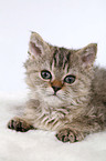 Selkirk Rex Kitten