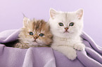 Selkirk Rex Kitten