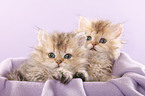 Selkirk Rex Kitten