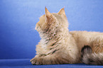 shorthaired Selkirk Rex