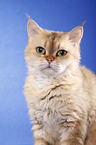 shorthaired Selkirk Rex