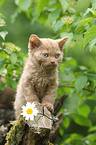 Selkirk Rex Kitten