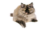 lying Selkirk Rex