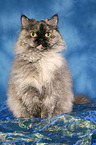 sitting Selkirk Rex