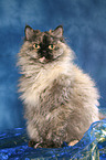 sitting Selkirk Rex