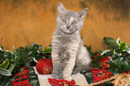 Selkirk Rex kitten