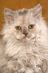 Selkirk Rex kitten