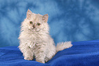 Selkirk Rex kitten