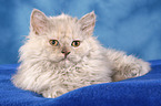 Selkirk Rex kitten