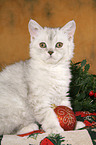 Selkirk Rex kitten