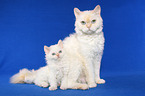 female Selkirk Rex with kitten