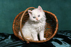 Selkirk Rex kitten in basket