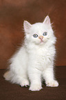 Selkirk Rex kitten with straight-hair