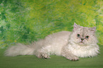 lying Selkirk Rex