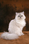 sitting Selkirk Rex