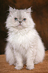 sitting Selkirk Rex