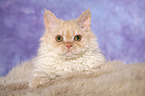 young Selkirk Rex