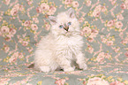 Selkirk Rex Kitten