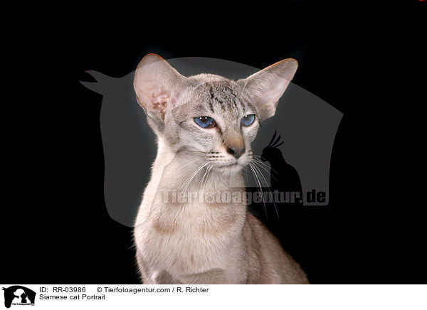 Siam Portrait / Siamese cat Portrait / RR-03986