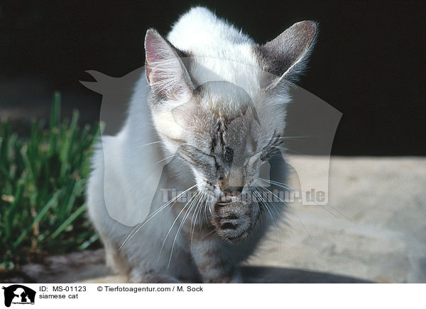 Siamkatze / siamese cat / MS-01123