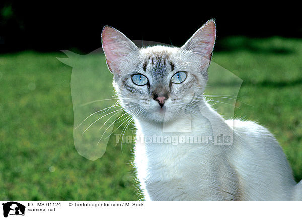 Siamkatze / siamese cat / MS-01124