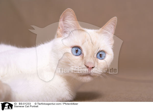 Siam Portrait / Siamese Cat Portrait / BS-01233