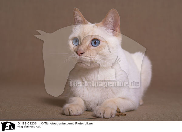 liegende Siamkatze / lying siamese cat / BS-01236