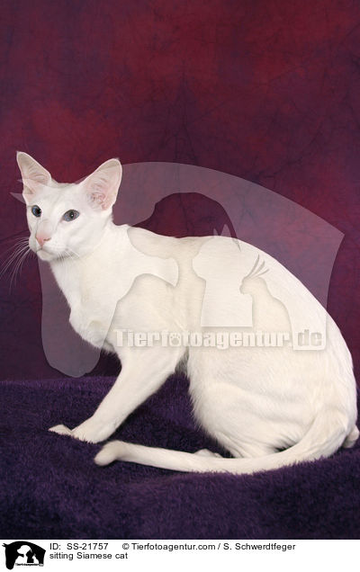 sitzender Siamese / sitting Siam / SS-21757