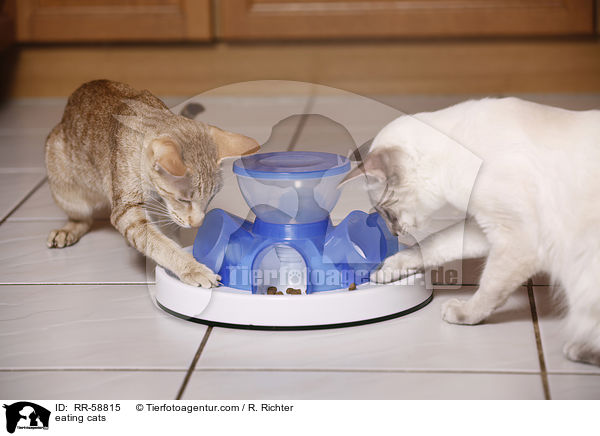 fressende Katzen / eating cats / RR-58815