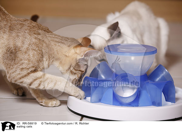 fressende Katzen / eating cats / RR-58819