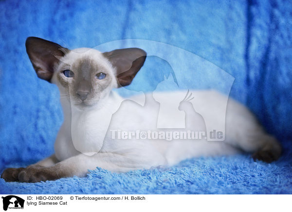 liegende Siam / lying Siamese Cat / HBO-02069