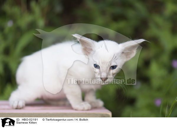 Siam Ktzchen / Siamese Kitten / HBO-02191